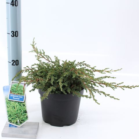 Juniperus communis 'Repanda'