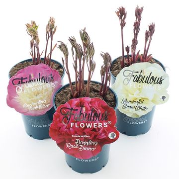 Paeonia FABULOUS FLOWERS MIX