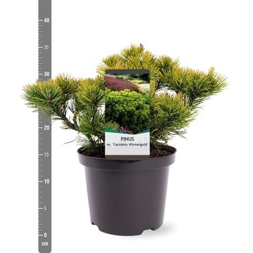 Pinus mugo 'Carsten'