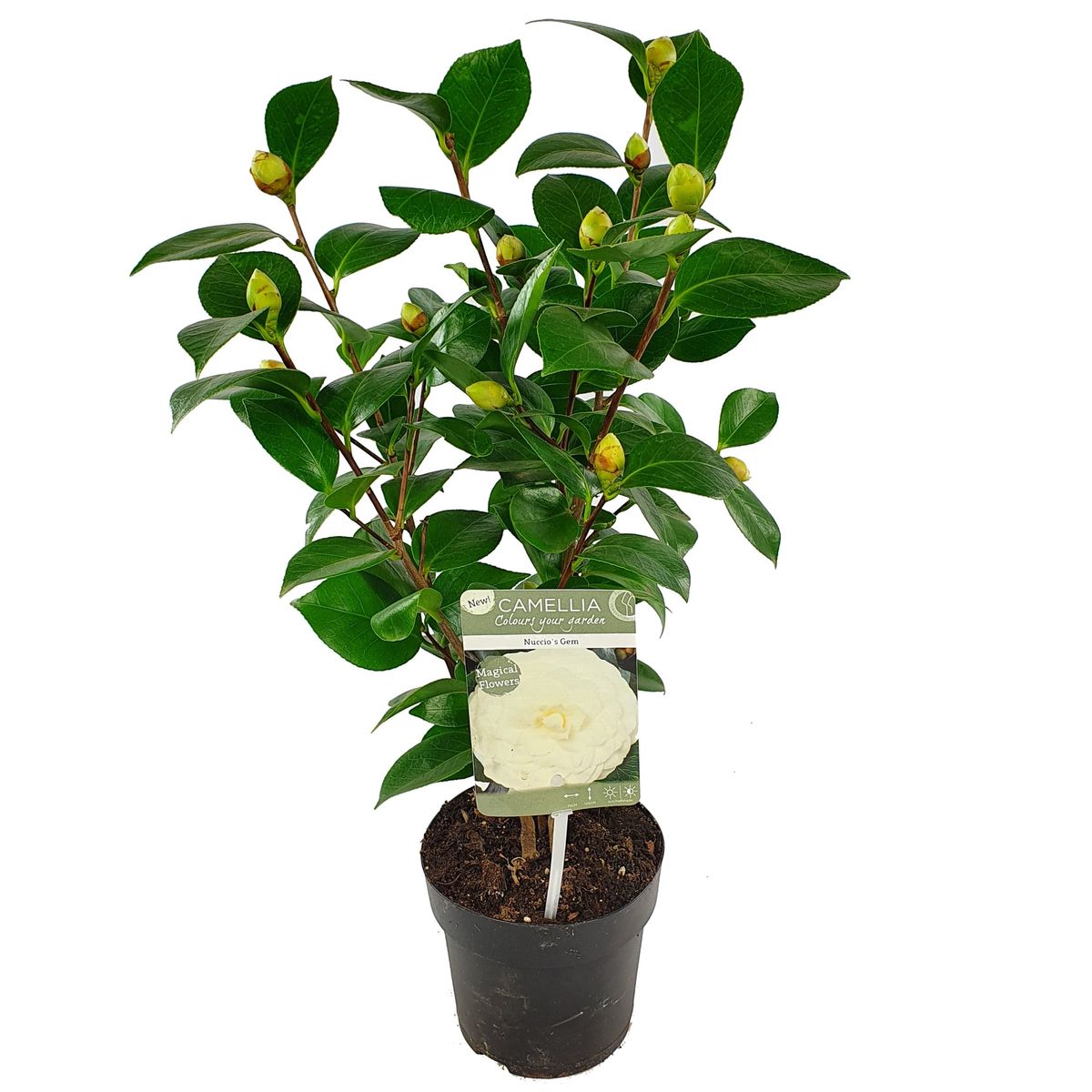 Camellia Japonica 'nuccio's Gem' — Plant Wholesale Floraccess