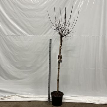 Physocarpus opulifolius DIABLE D'OR