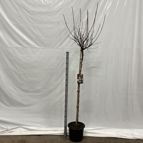 Physocarpus opulifolius DIABLE D'OR