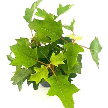 Hydrangea quercifolia 'Munchkin'