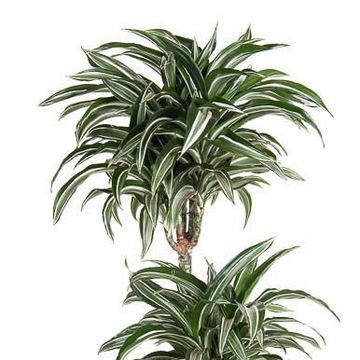 Dracaena fragrans 'Jade Jewel'