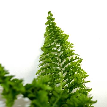 Nephrolepis exaltata 'Vitale'