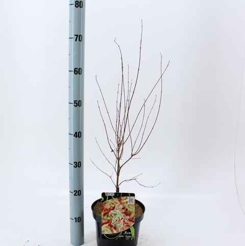 Acer palmatum 'Taylor' — Plant Wholesale FlorAccess