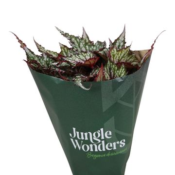 Begonia JUNGLE WONDER TRICOLORE