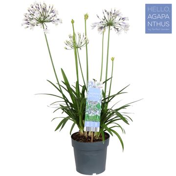 Agapanthus FIREWORKS