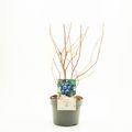 Vaccinium corymbosum 'Brigitta Blue'