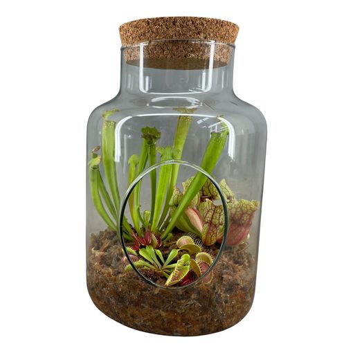 Arrangement Carnivorous plants