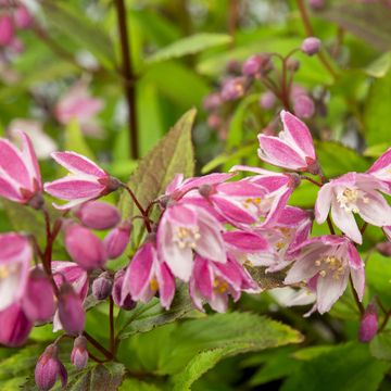 Deutzia YUKI CHERRY BLOSSOM