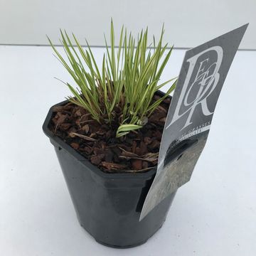 Molinia caerulea 'Variegata'