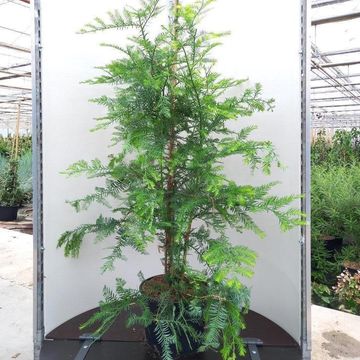 Sequoia sempervirens