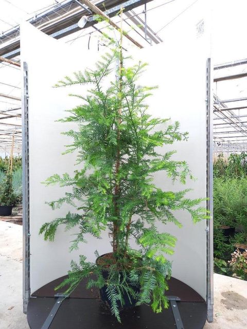 Sequoia sempervirens