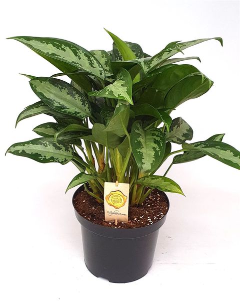 Aglaonema 'Jubilee Compacta'  Plantegrossist FlorAccess