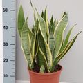 Sansevieria trifasciata 'Snow White'