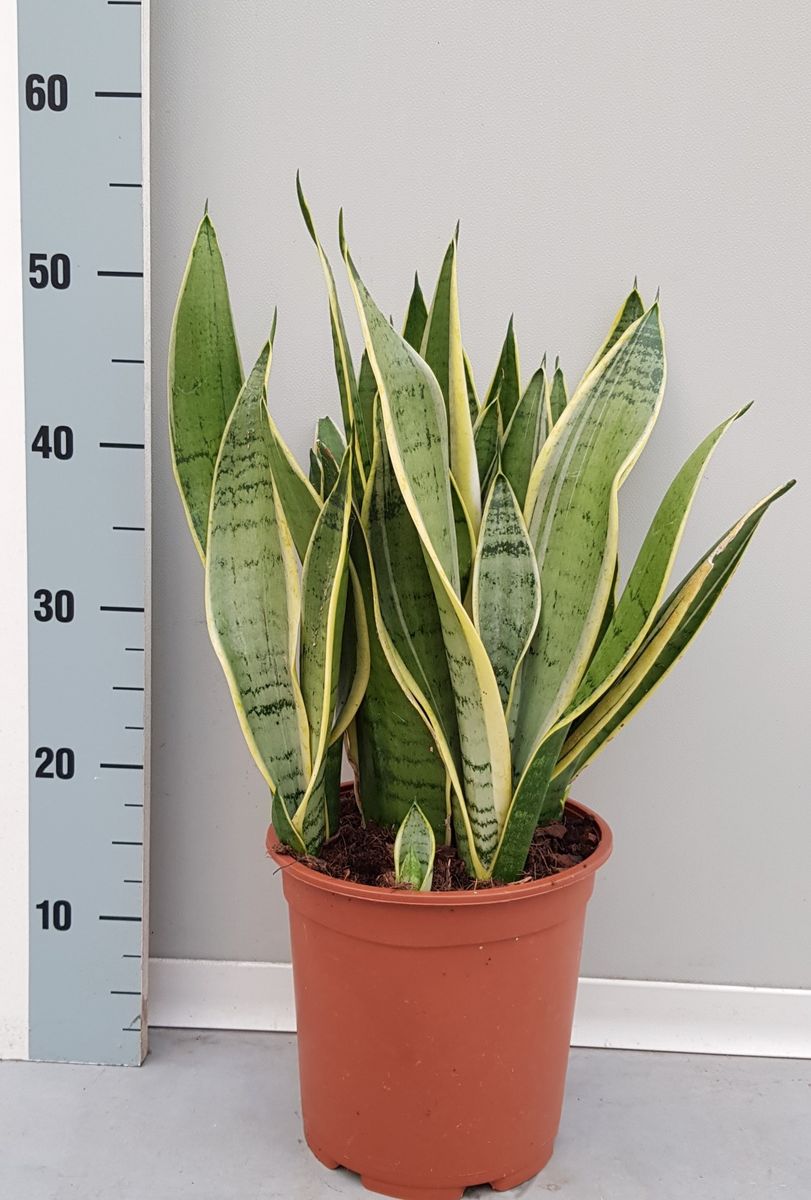Sansevieria trifasciata 'Snow White' — Рослини оптом FlorAccess