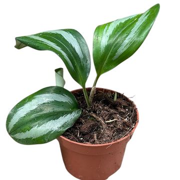 Scaphochlamys scintillans