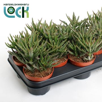 Kalanchoe x kewensis 'Spider Green'