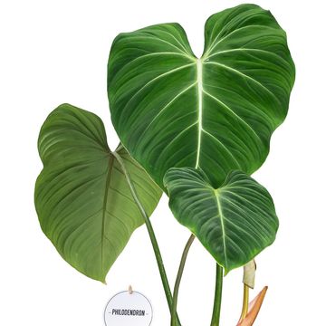 Philodendron gloriosum Philodendron gloriosum