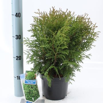 Thuja occidentalis 'Tiny Tim'