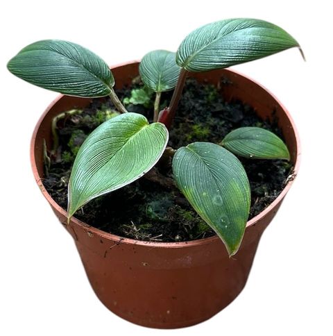 Homalomena wallisii 'Red Sumatra'