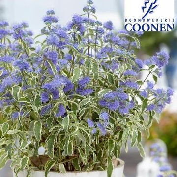 Caryopteris x clandonensis 'White Surprise'