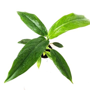 Philodendron holtonianum