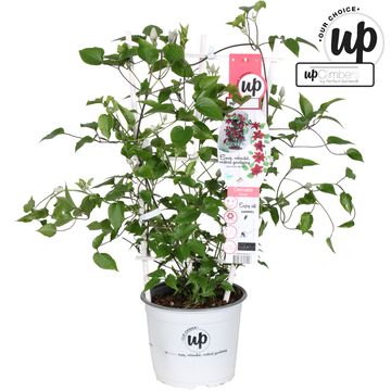 Clematis BOULEVARD NUBIA