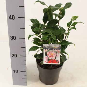 Camellia japonica 'Lady Vansittart'
