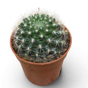 Mammillaria cobrensis
