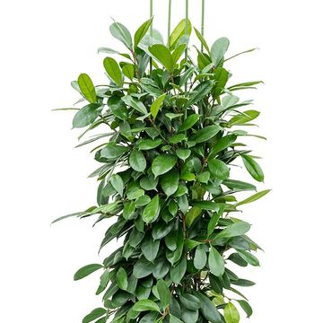 Ficus cyathistipula