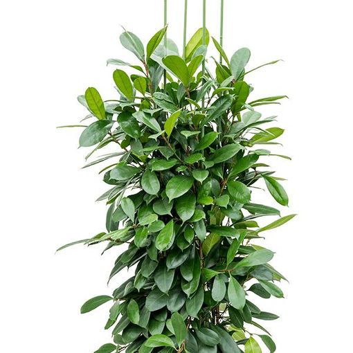 Ficus cyathistipula