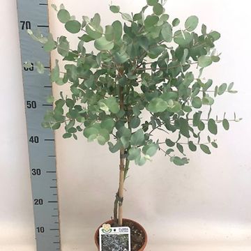 Eucalyptus gunnii