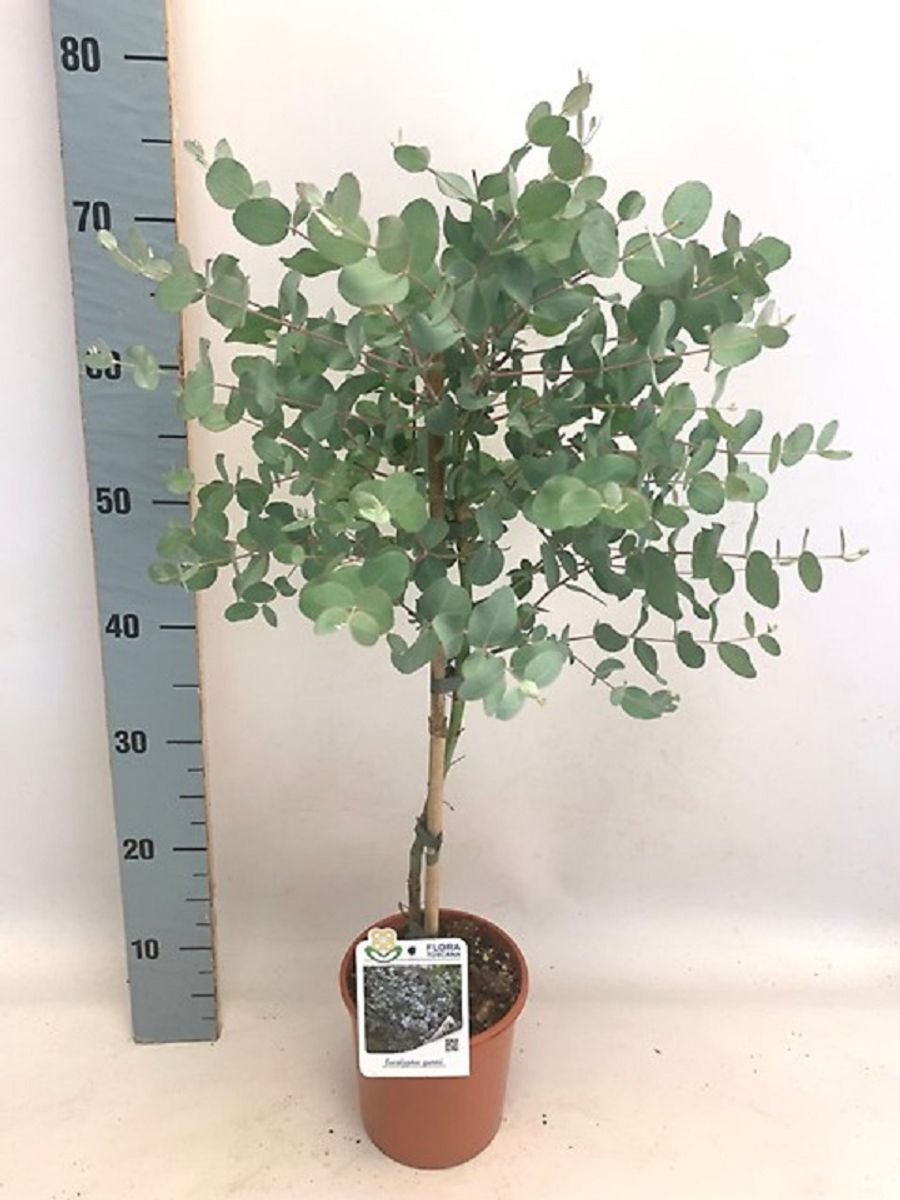 Eucalyptus gunnii — Plant Wholesale FlorAccess