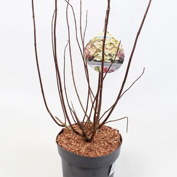 Hydrangea paniculata