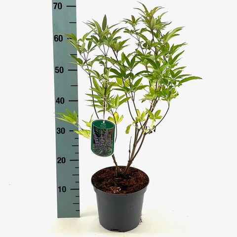 Vitex agnus-castus latifolia