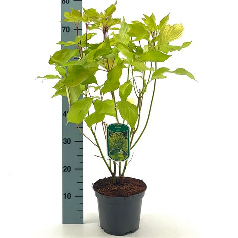 Cornus alba 'Aurea'