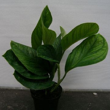 Monstera pinnatipartita