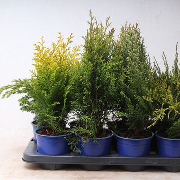 Conifers MIX