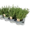 Rosmarinus officinalis MIX