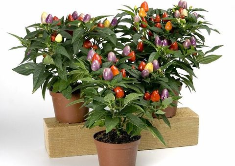 Capsicum annuum MAYA FESTIVAL