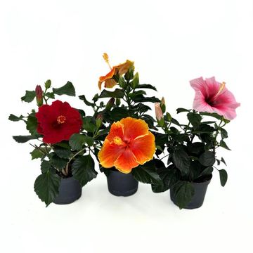 Hibiscus rosa-sinensis MIX