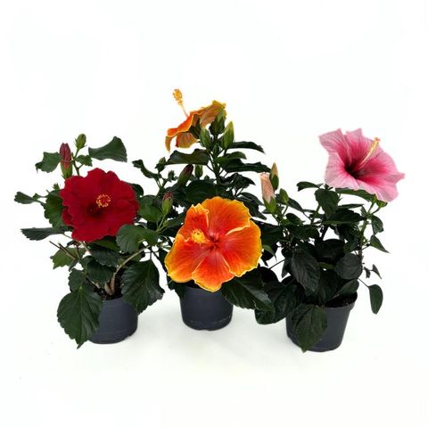 Hibiscus rosa-sinensis MIX