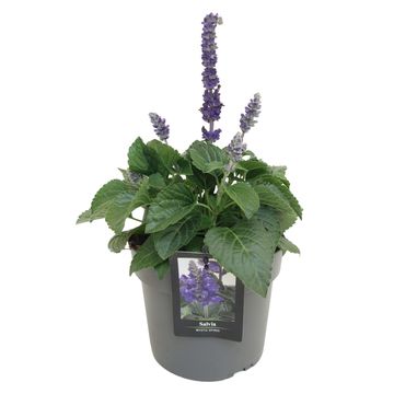 Salvia MYSTY