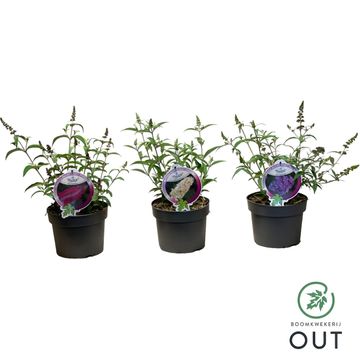 Buddleja davidii BUZZ MIX