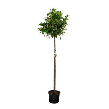 Prunus laurocerasus 'Novita'