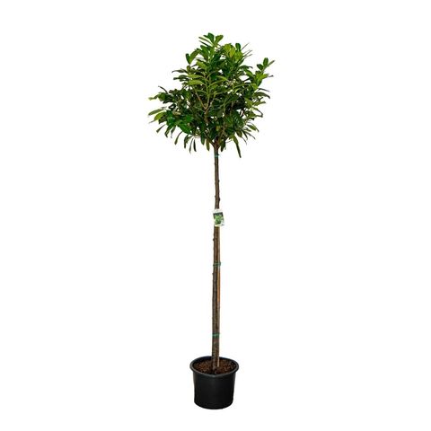 Prunus laurocerasus 'Novita'