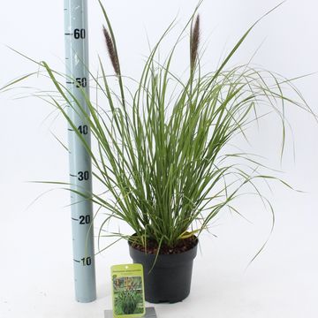 Pennisetum alopecuroides 'Viridescens'