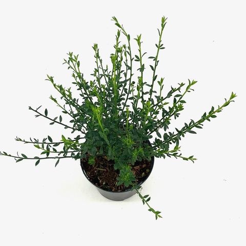 Cytisus 'Luna'